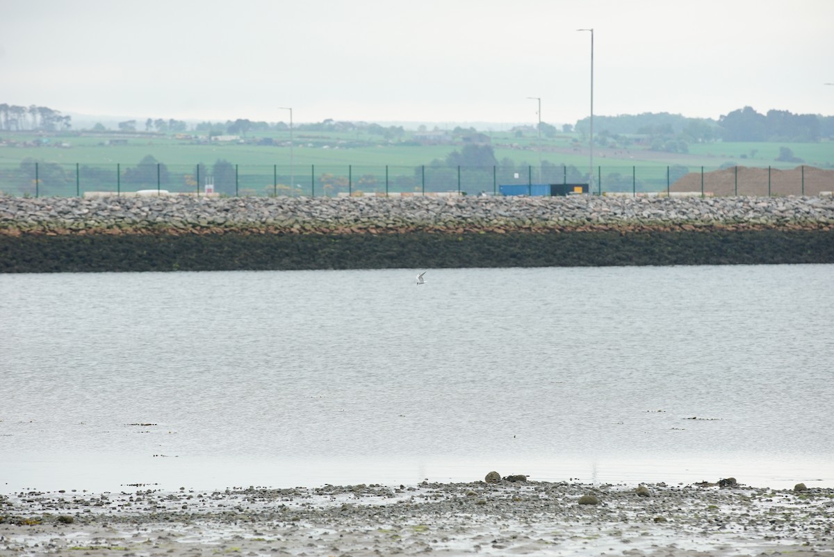 Common Tern - ML619961944