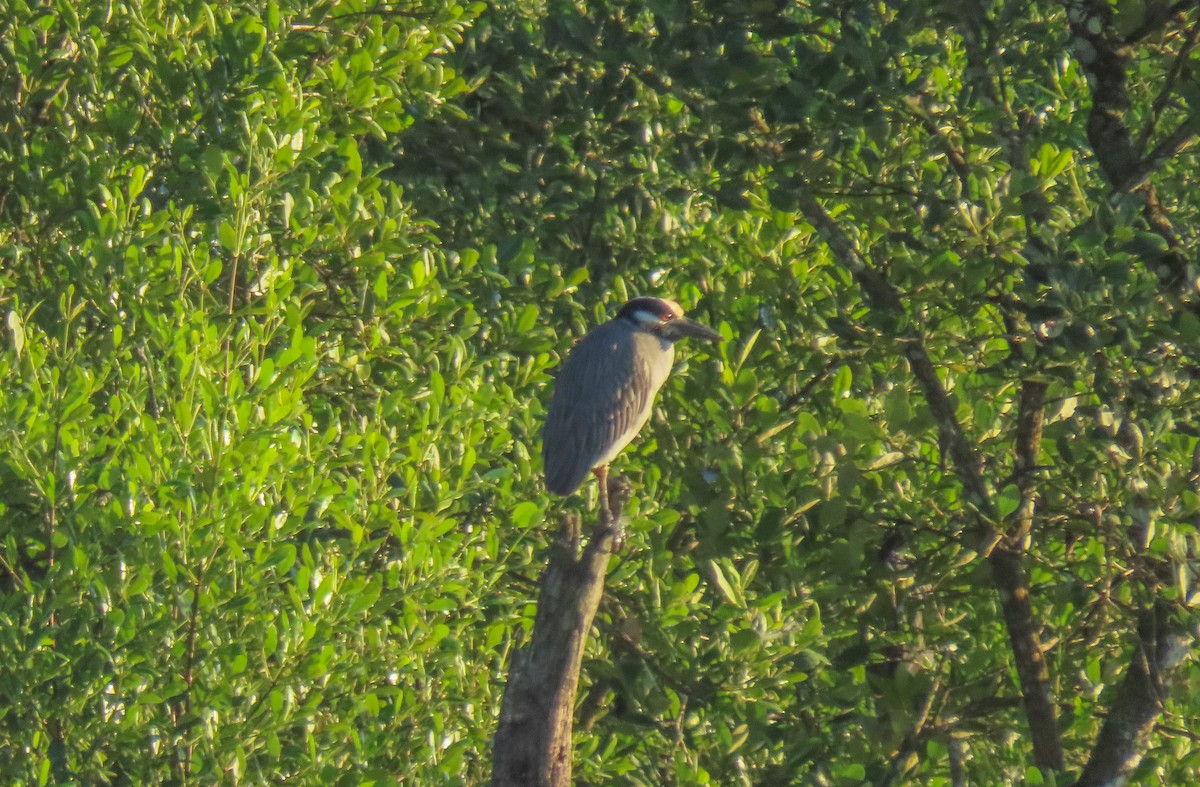 Yellow-crowned Night Heron - ML619961948