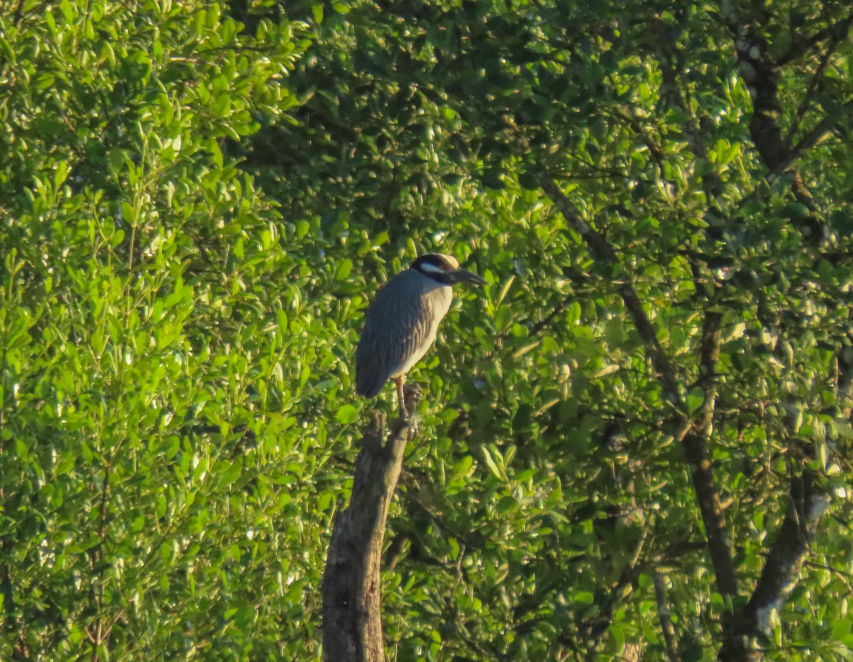 Yellow-crowned Night Heron - ML619961949