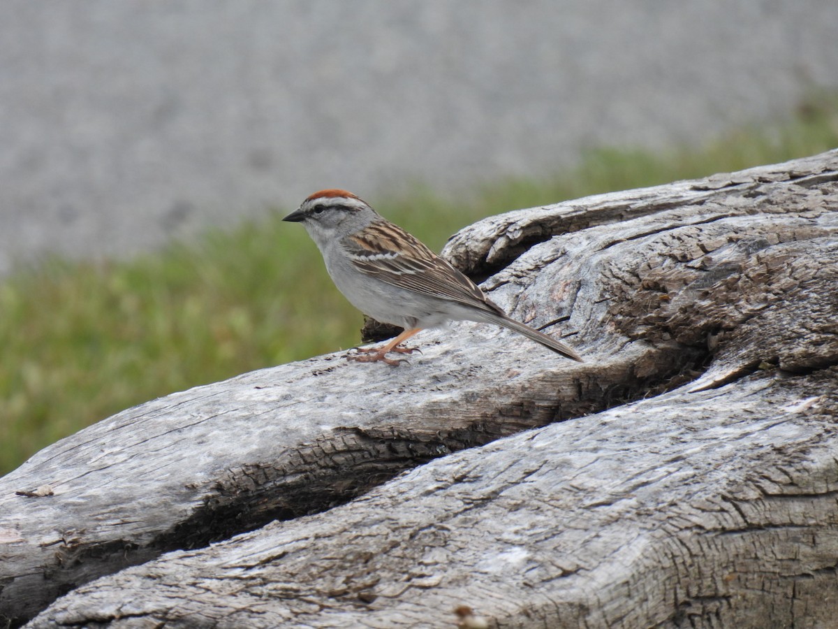 Chipping Sparrow - ML619961956