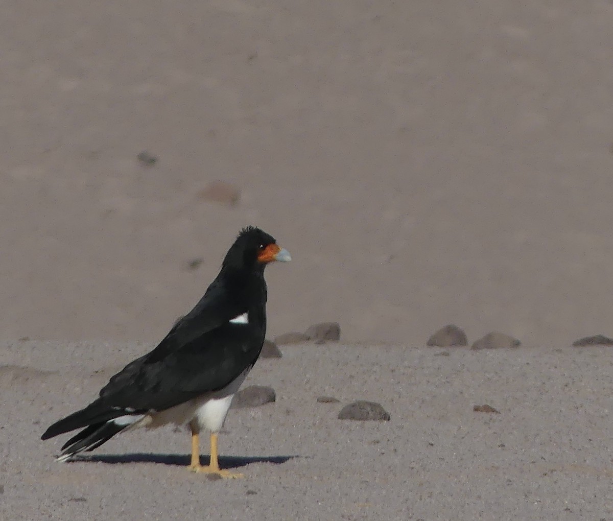 Caracara Andino - ML619961958