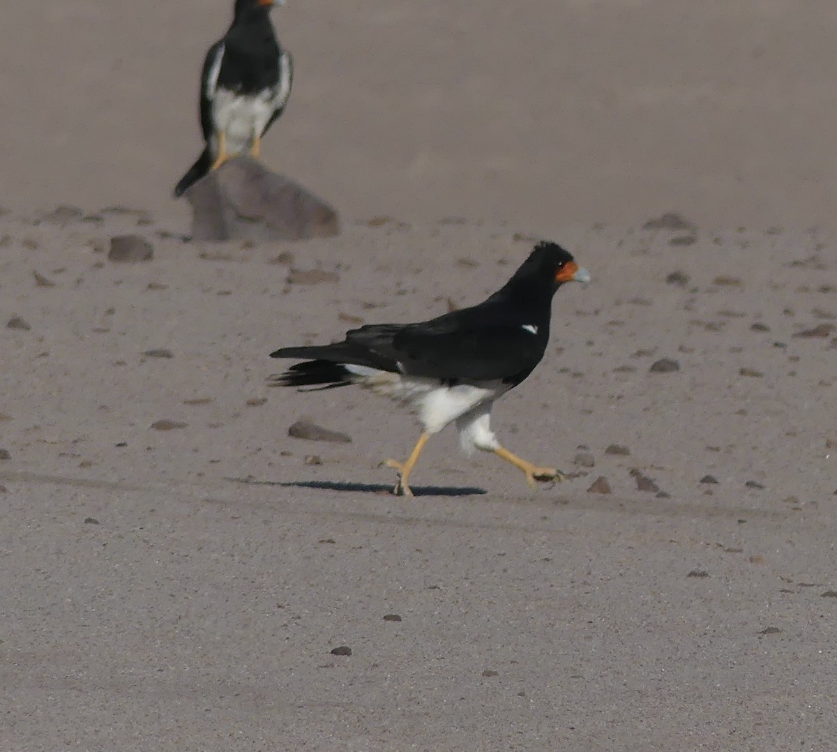 Mountain Caracara - ML619961959