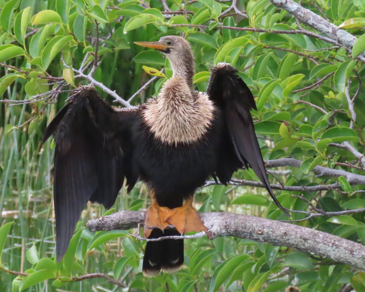 Anhinga d'Amérique - ML619961961