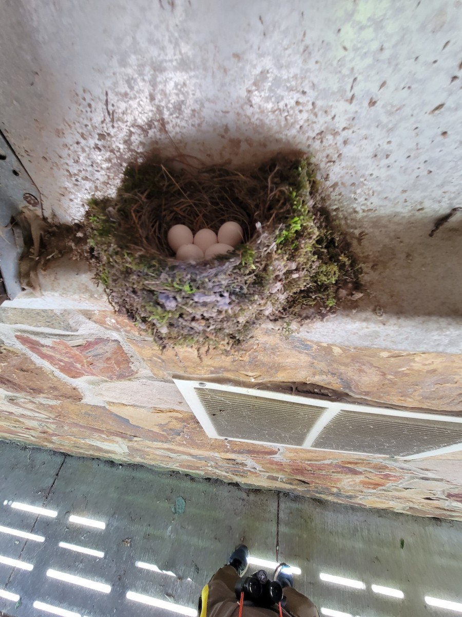 Eastern Phoebe - ML619961974