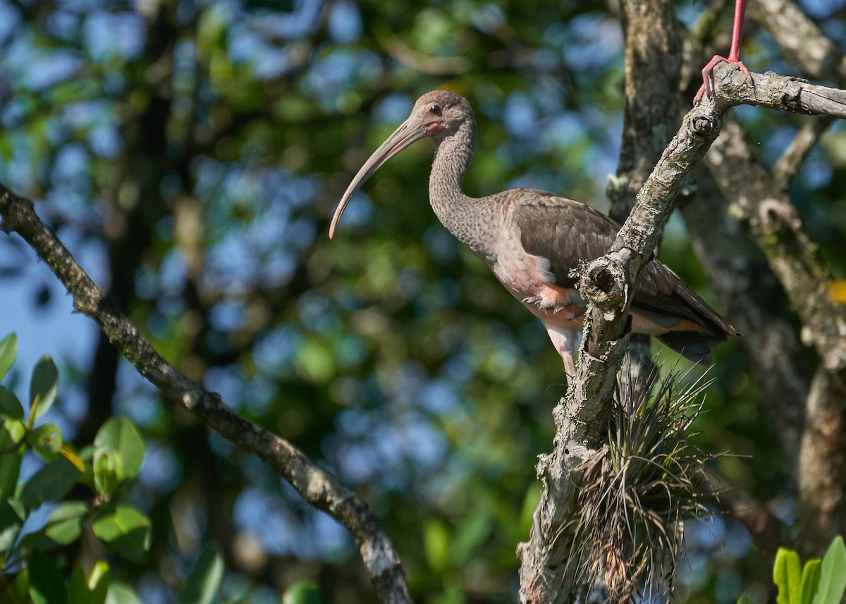 Ibis Escarlata - ML619961981