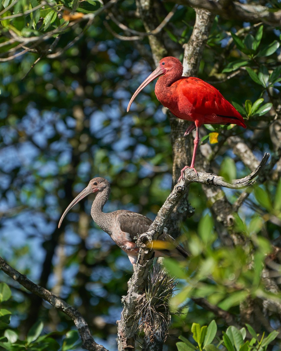 ibis rudý - ML619961982