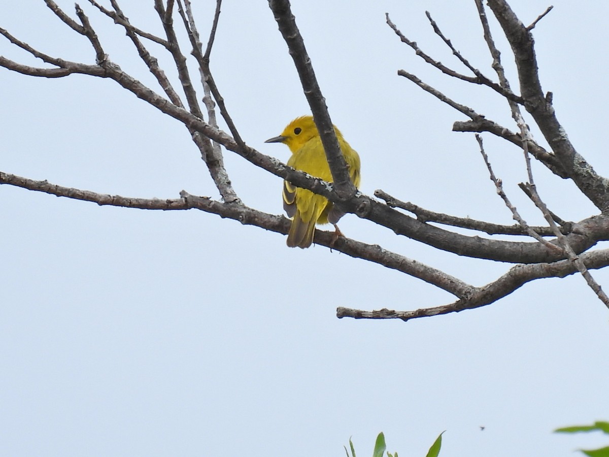 Yellow Warbler - ML619961990