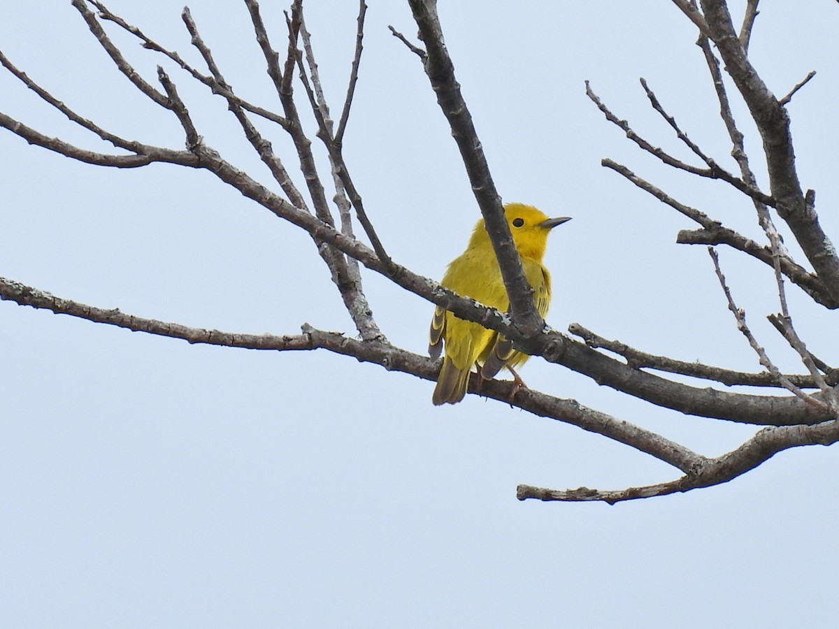 Yellow Warbler - ML619961991