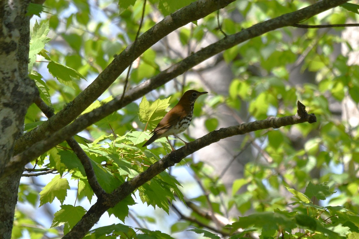 Wood Thrush - ML619961996