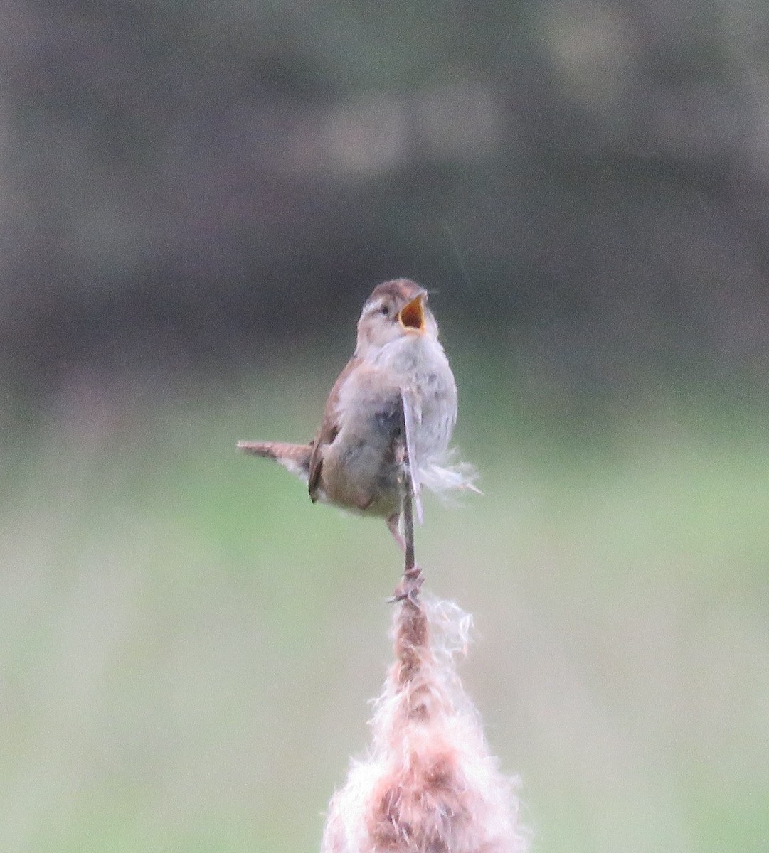 Marsh Wren - ML619962004