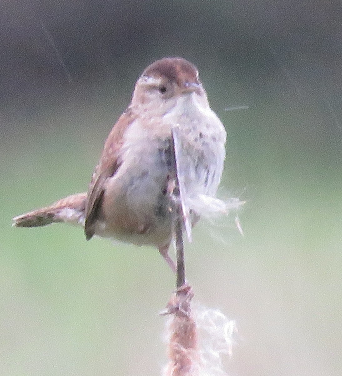 Marsh Wren - ML619962005