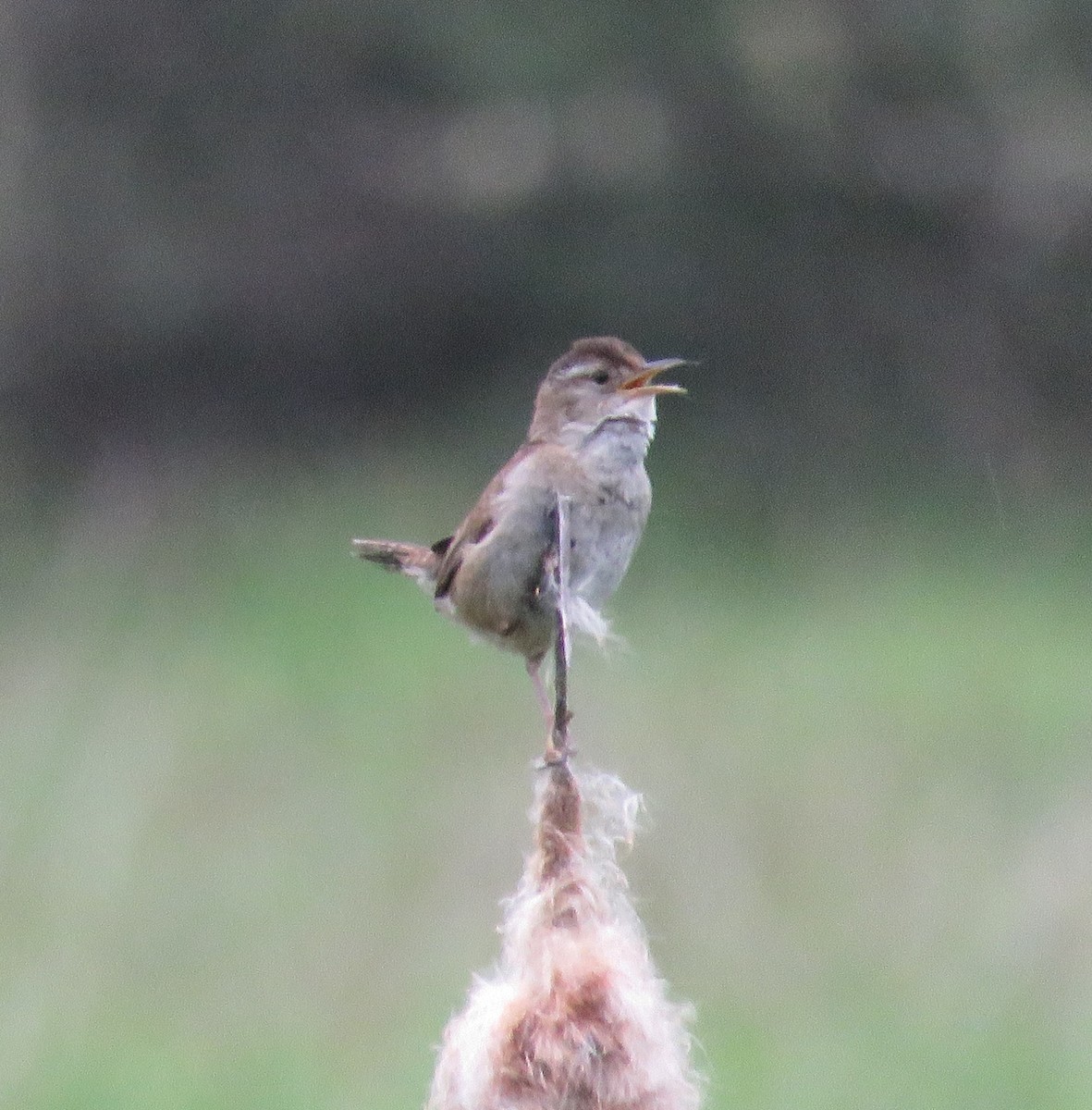 Marsh Wren - ML619962006