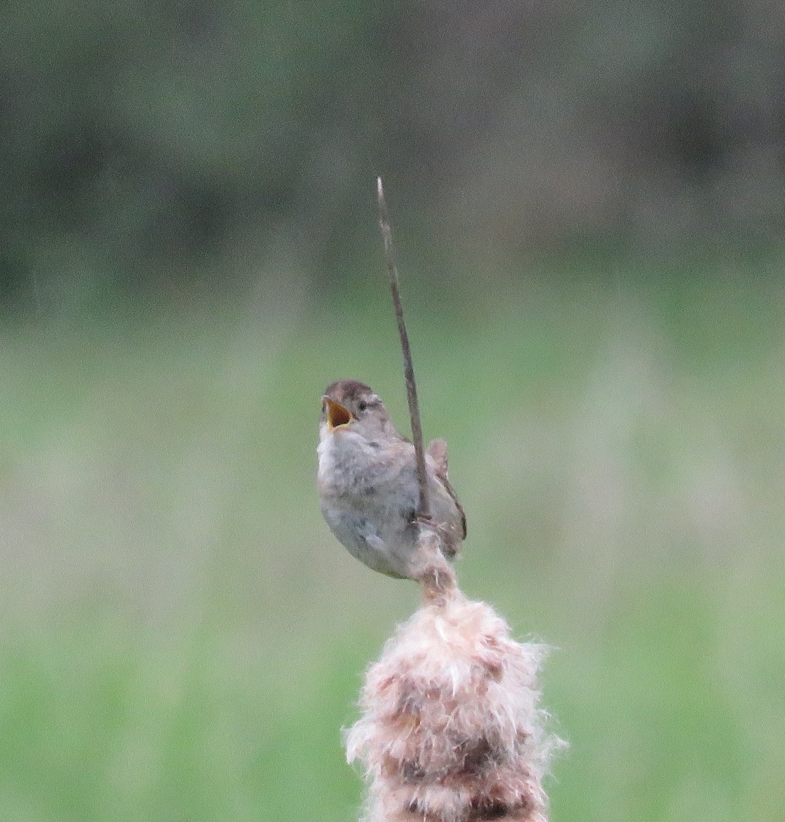 Marsh Wren - ML619962007