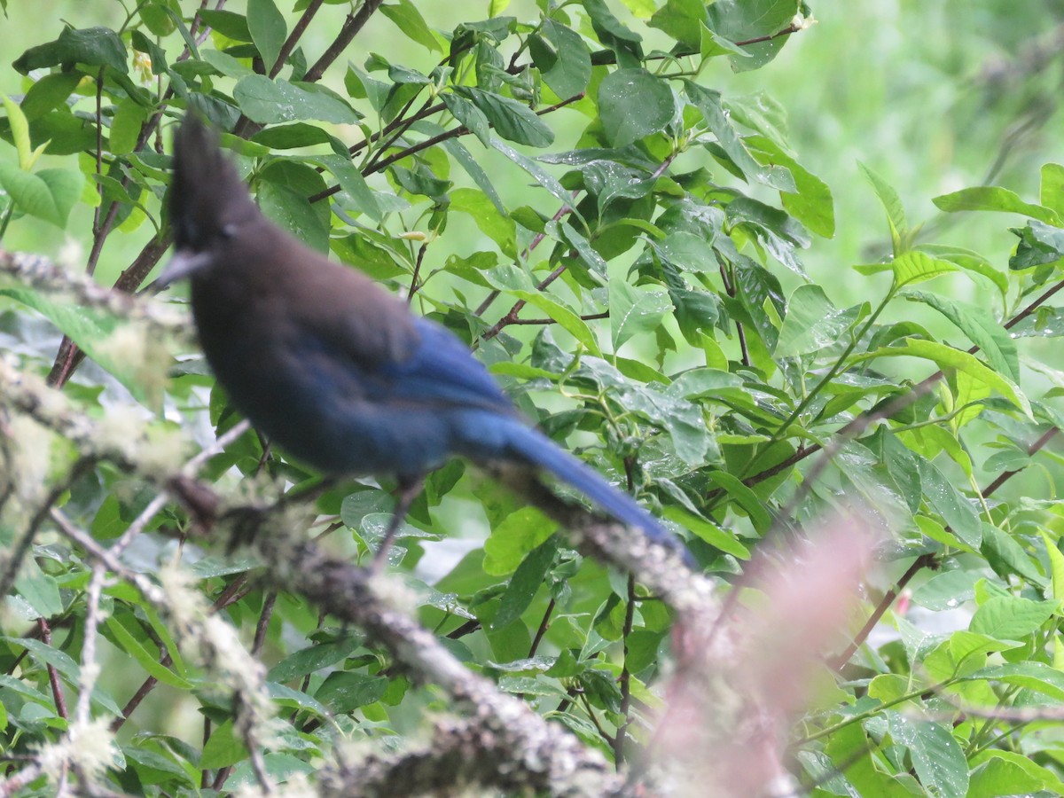 Steller's Jay - ML619962032