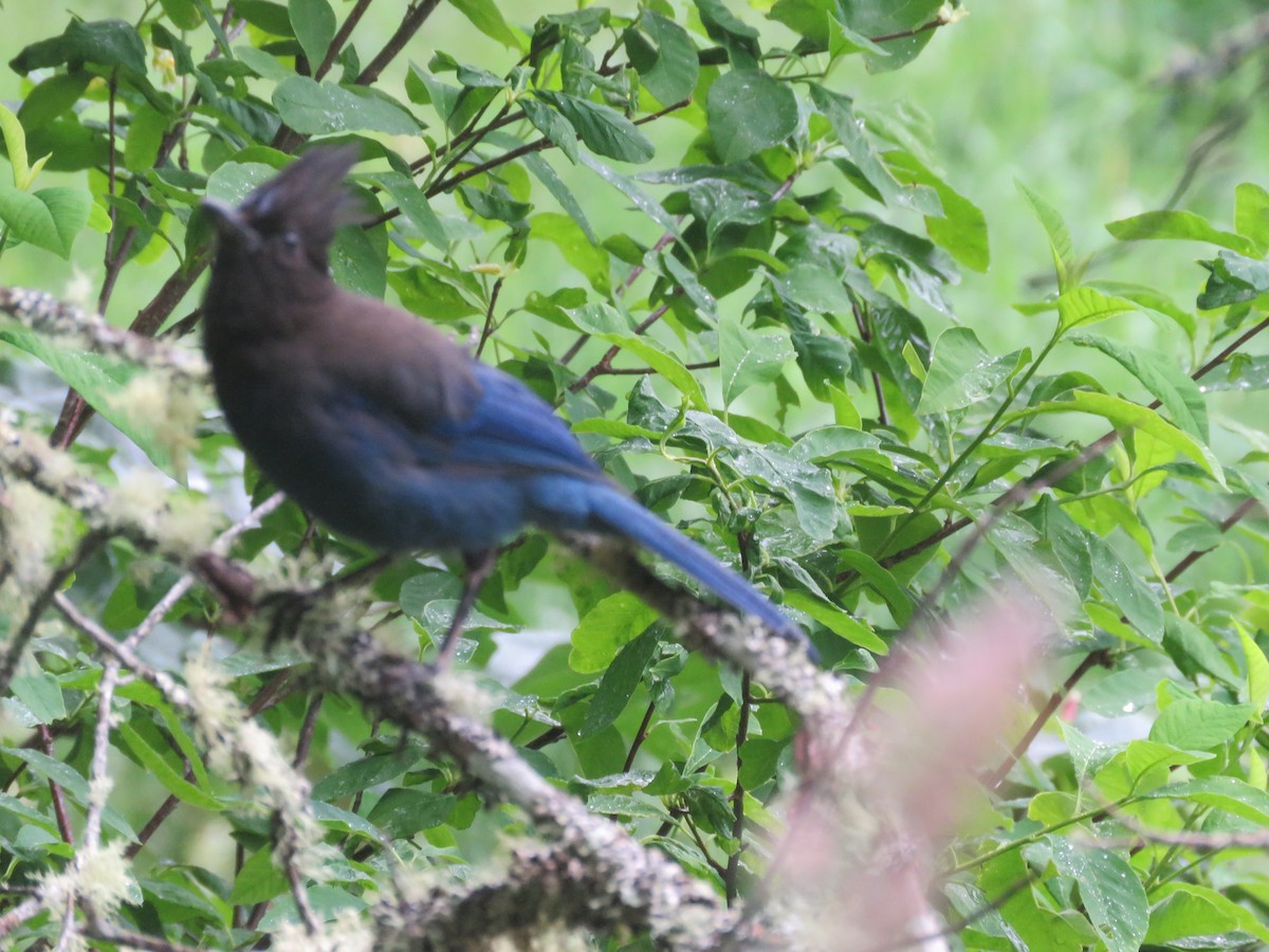 Steller's Jay - ML619962033