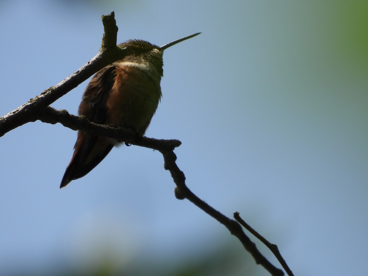 Rufous Hummingbird - ML619962035