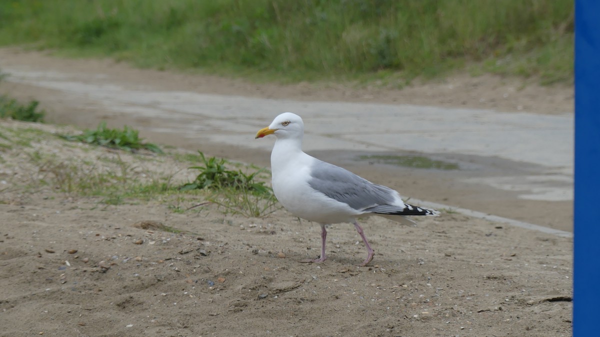 Herring Gull (European) - ML619962040