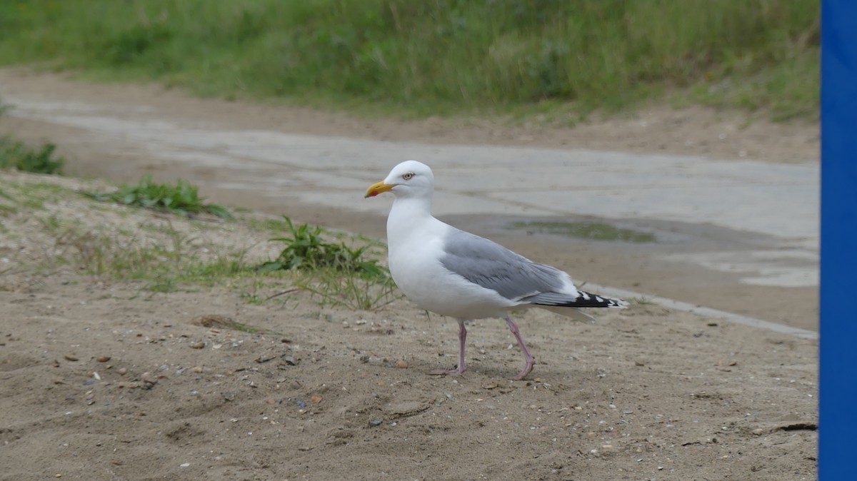 gråmåke (argentatus/argenteus) - ML619962040