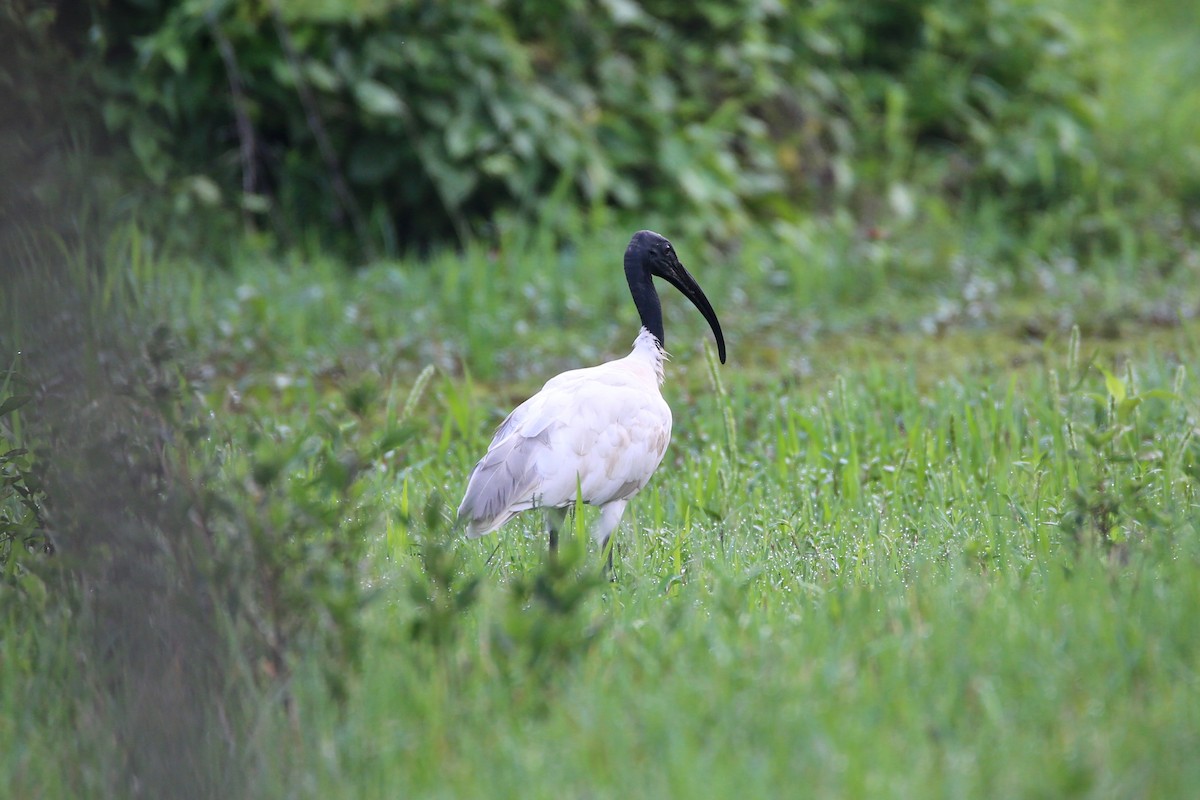 Black-headed Ibis - ML619962058