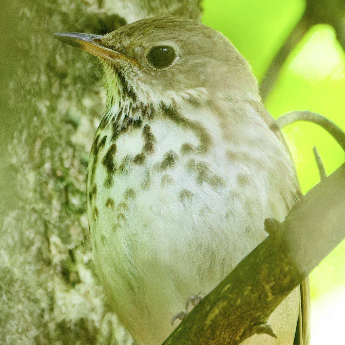 Hermit Thrush - ML619962069