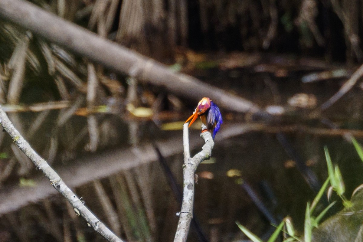 African Pygmy Kingfisher - ML619962078