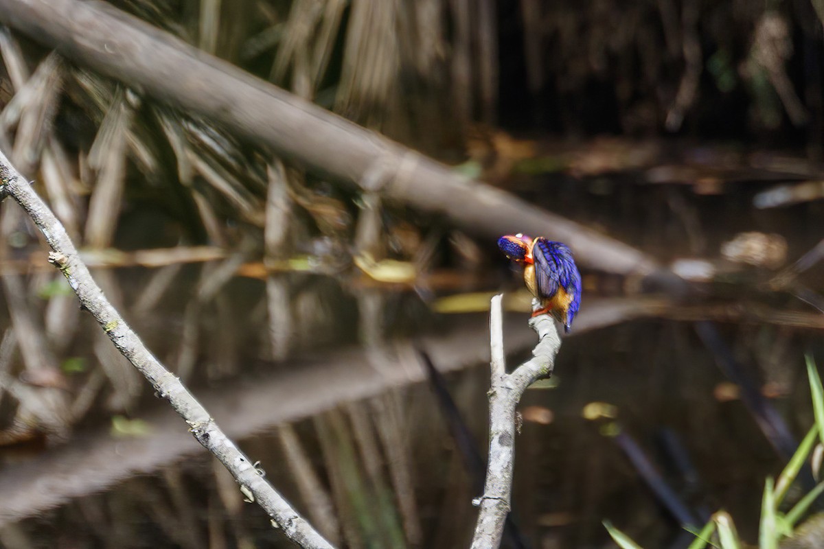 African Pygmy Kingfisher - ML619962094