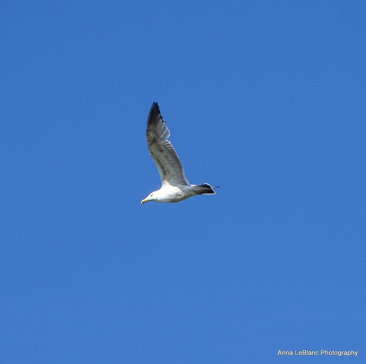 Gaviota Argéntea - ML619962106