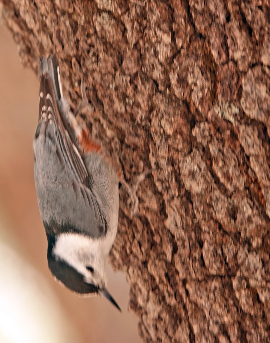 White-breasted Nuthatch - ML619962133