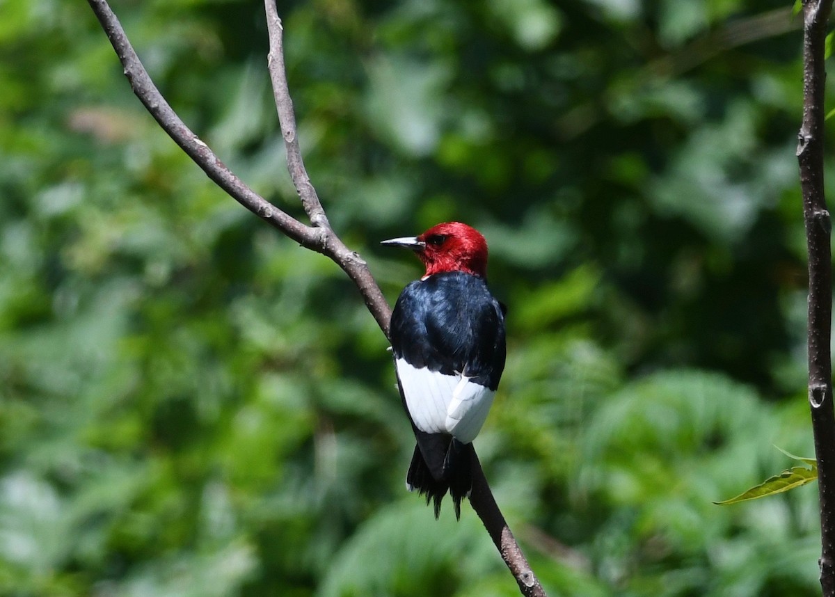 Red-headed Woodpecker - ML619962140