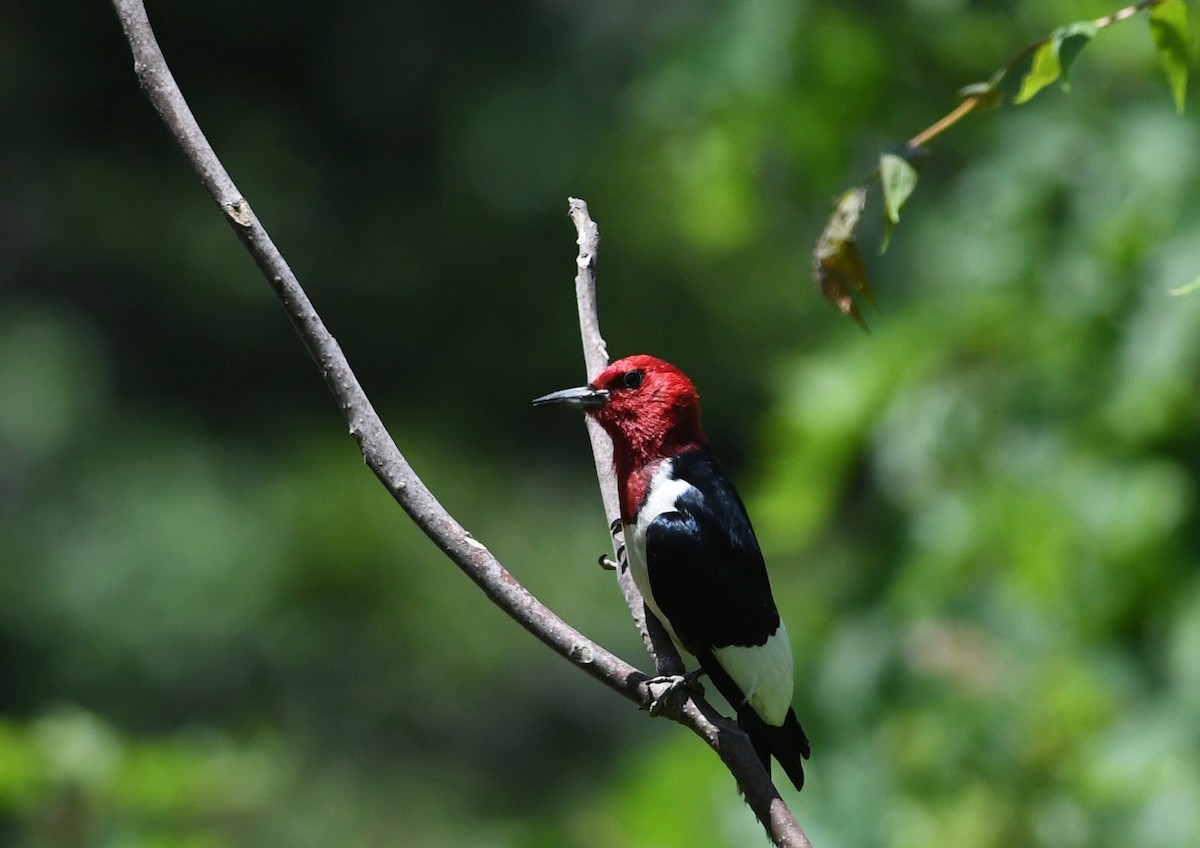 Red-headed Woodpecker - ML619962141