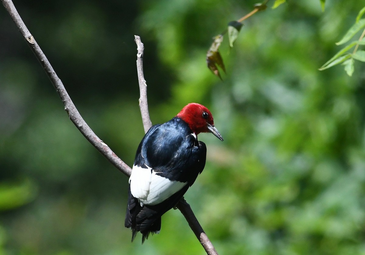 Red-headed Woodpecker - ML619962142