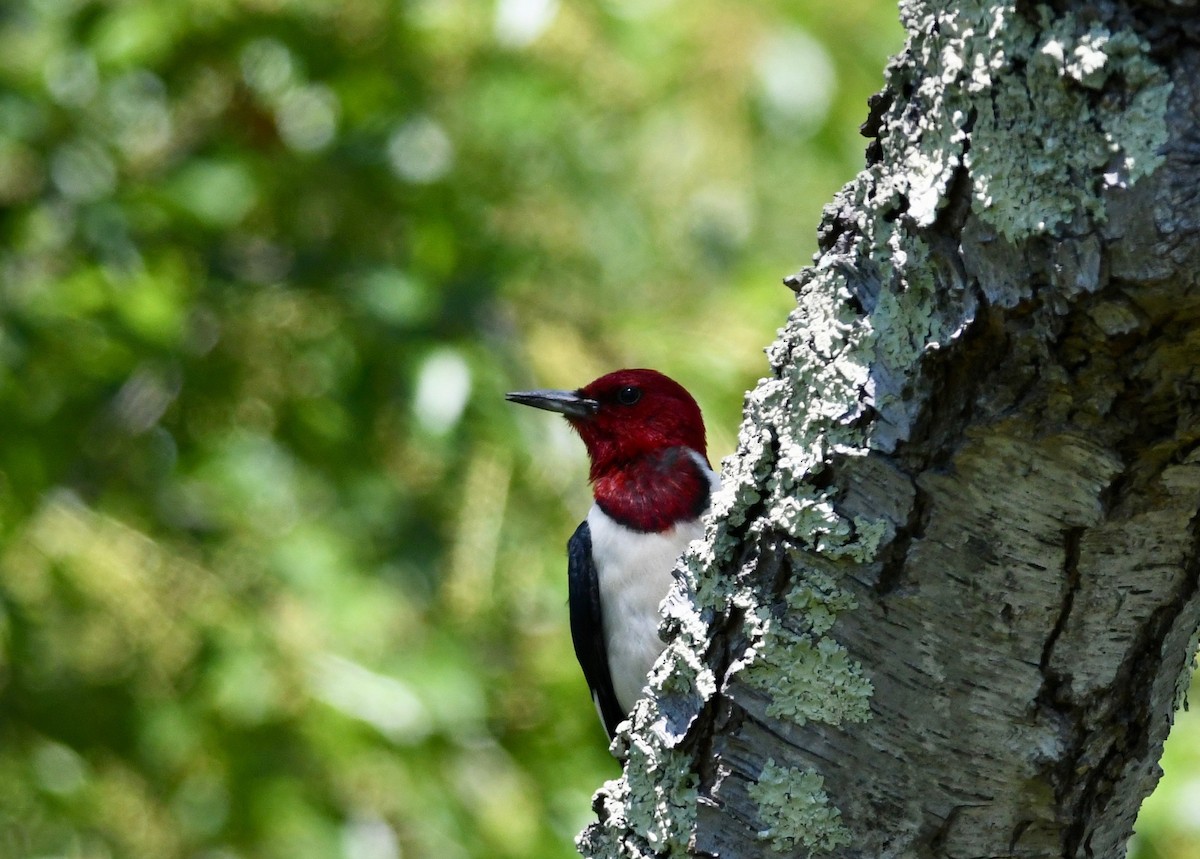 Red-headed Woodpecker - ML619962143