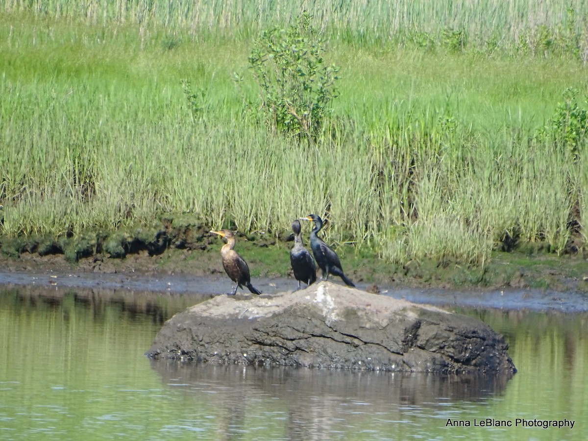 Double-crested Cormorant - ML619962144