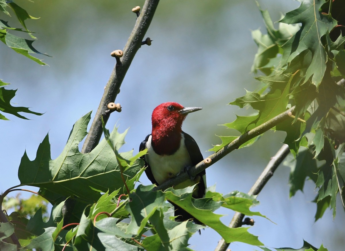 Red-headed Woodpecker - ML619962145