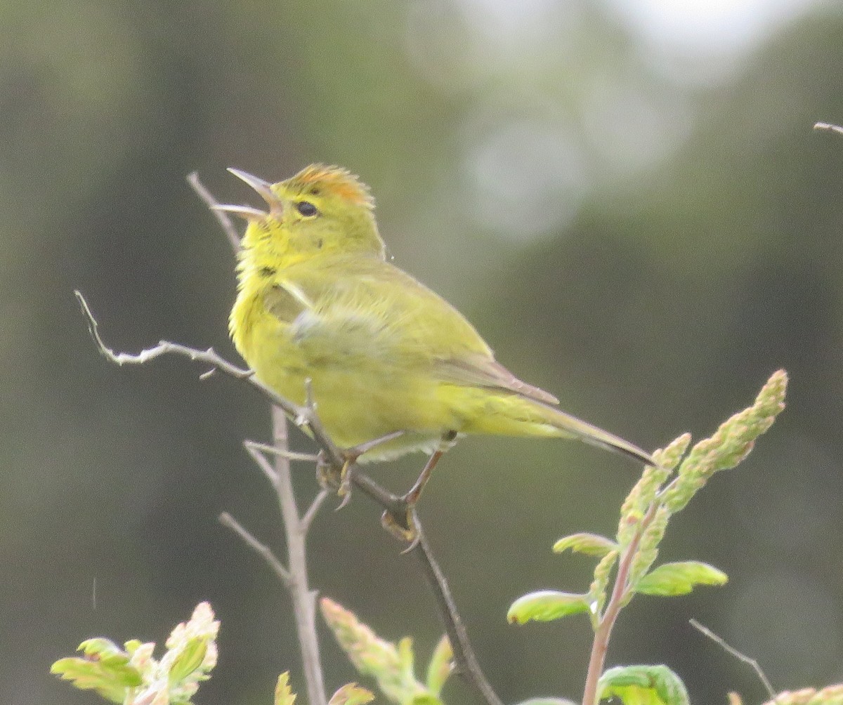 Orange-crowned Warbler - ML619962163