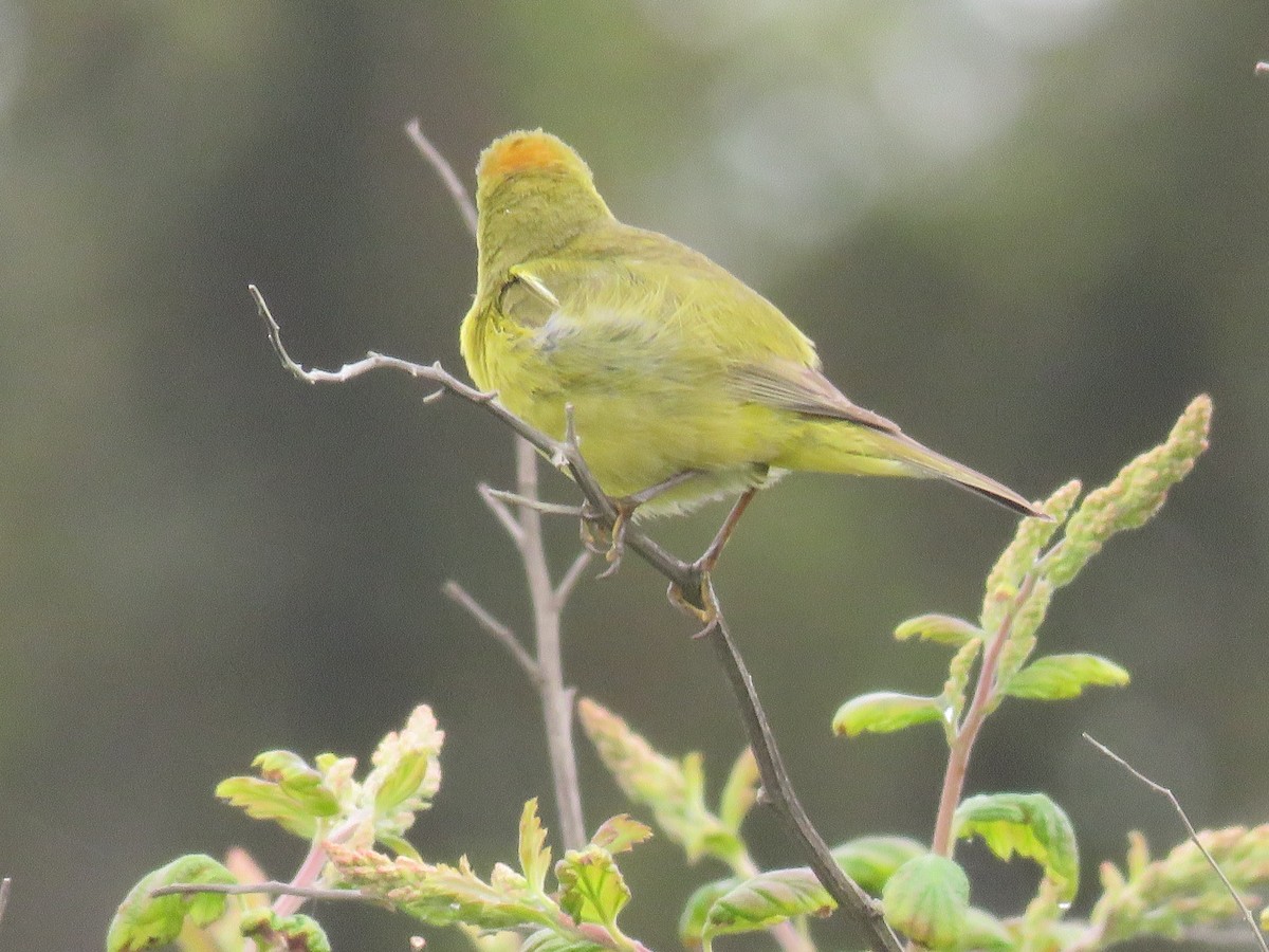 Orange-crowned Warbler - ML619962164