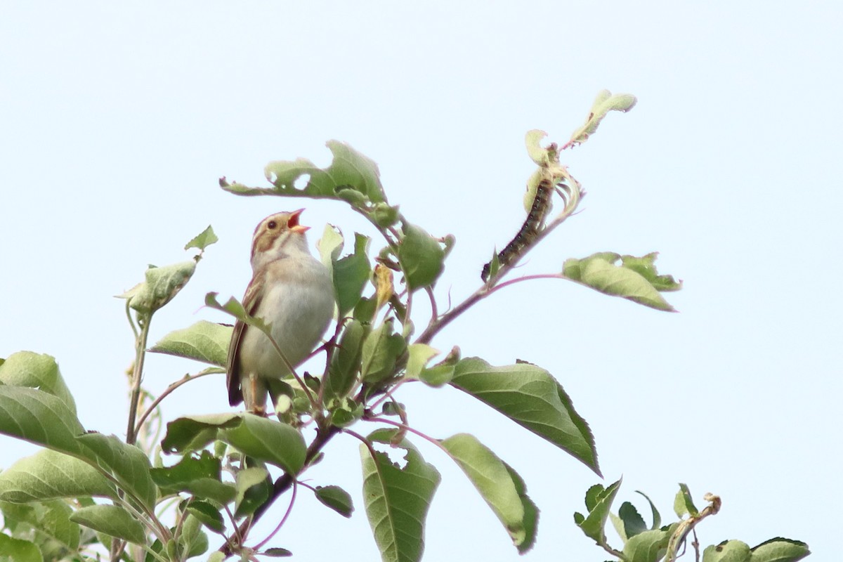 Clay-colored Sparrow - ML619962170