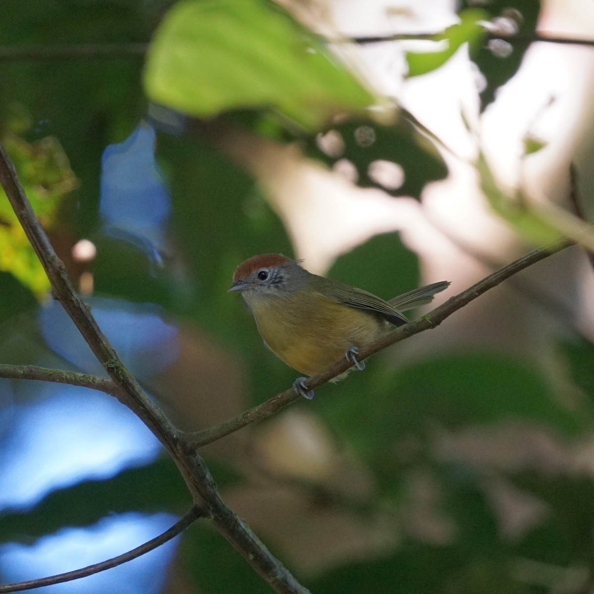 Rufous-crowned Greenlet - ML619962173