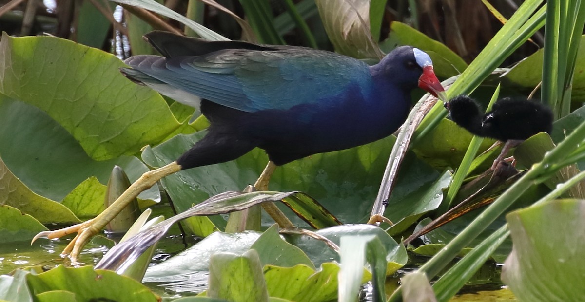 Purple Gallinule - ML619962174