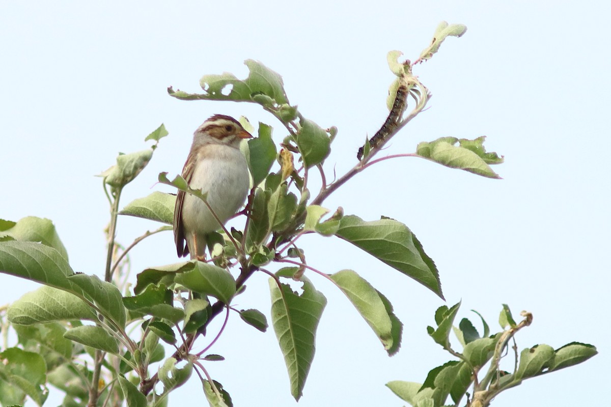 Clay-colored Sparrow - ML619962183