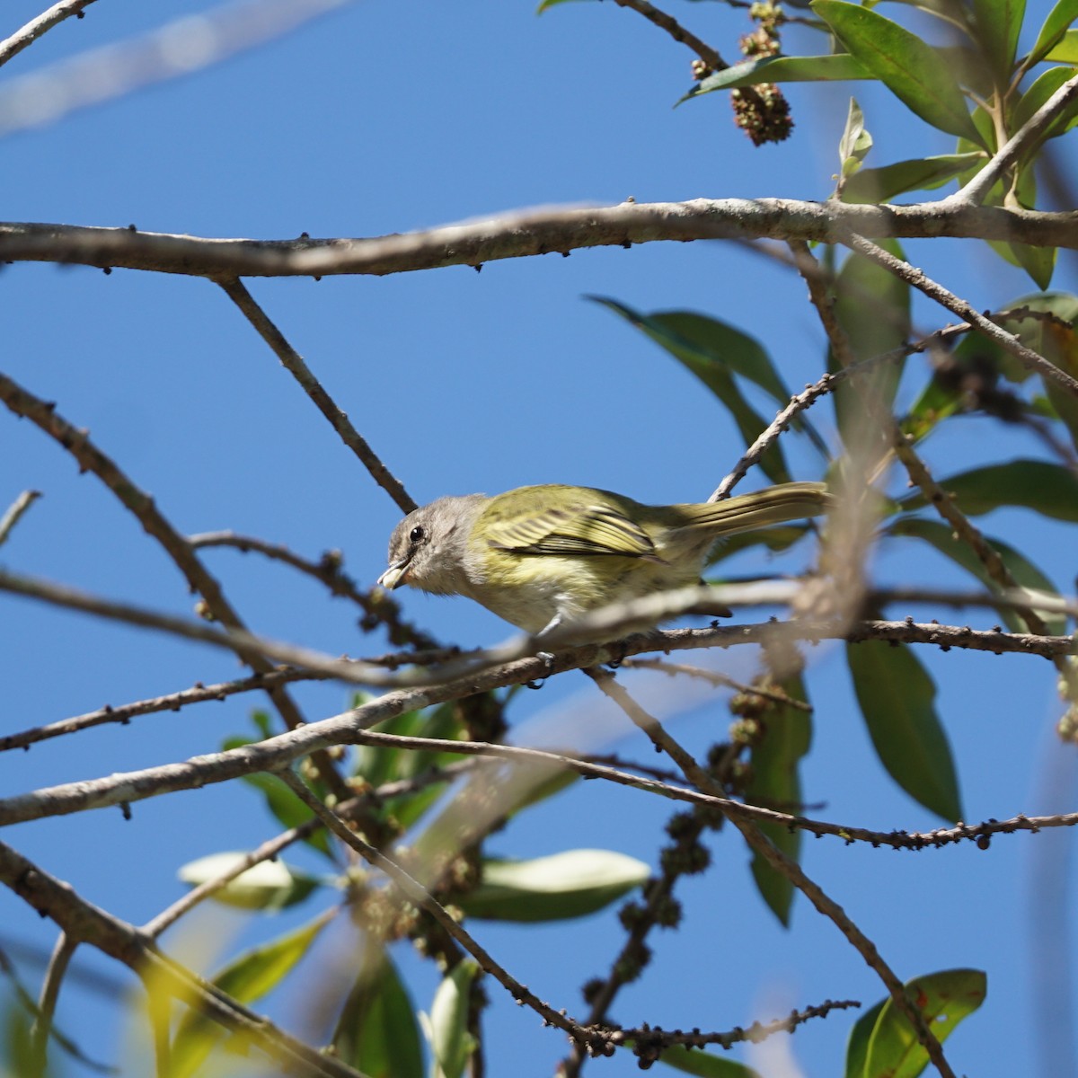 Gray-capped Tyrannulet - ML619962184