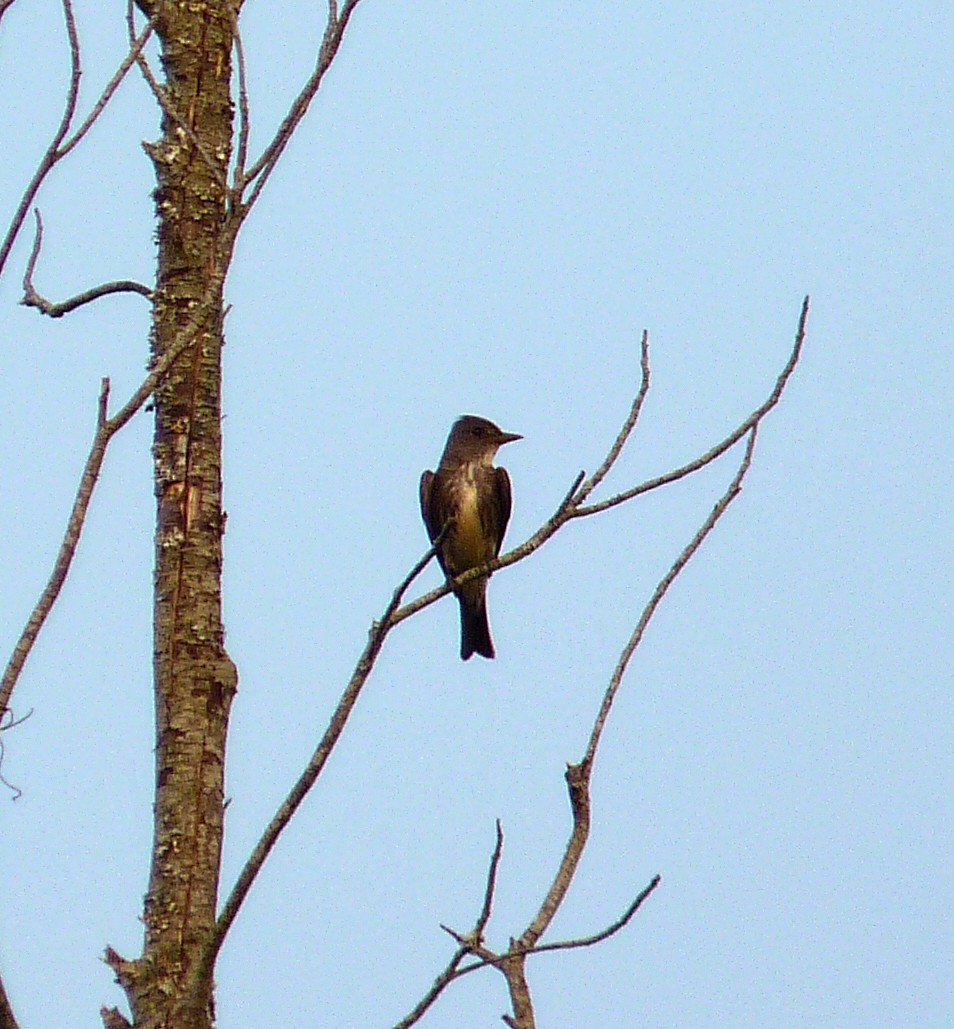 tyranovec severský - ML619962196