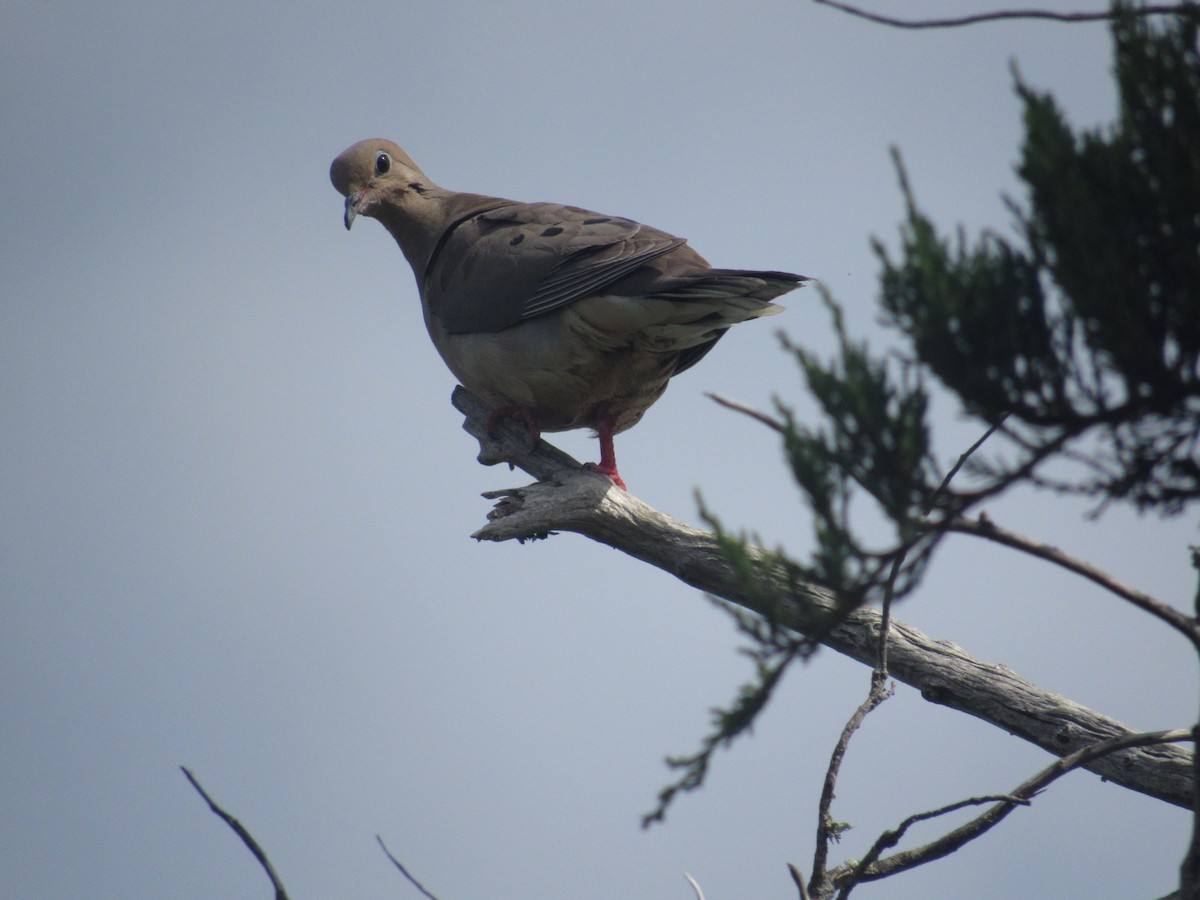 Mourning Dove - ML619962198