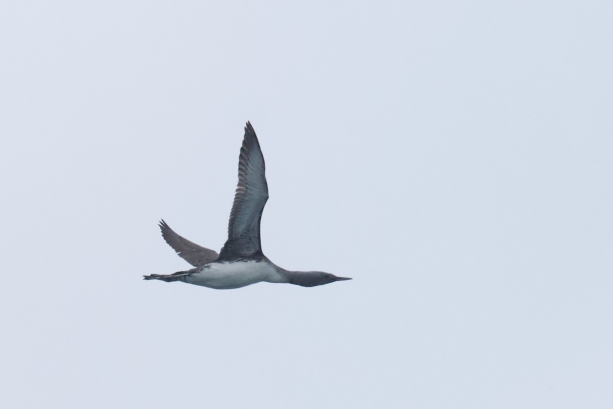 Red-throated Loon - ML619962208