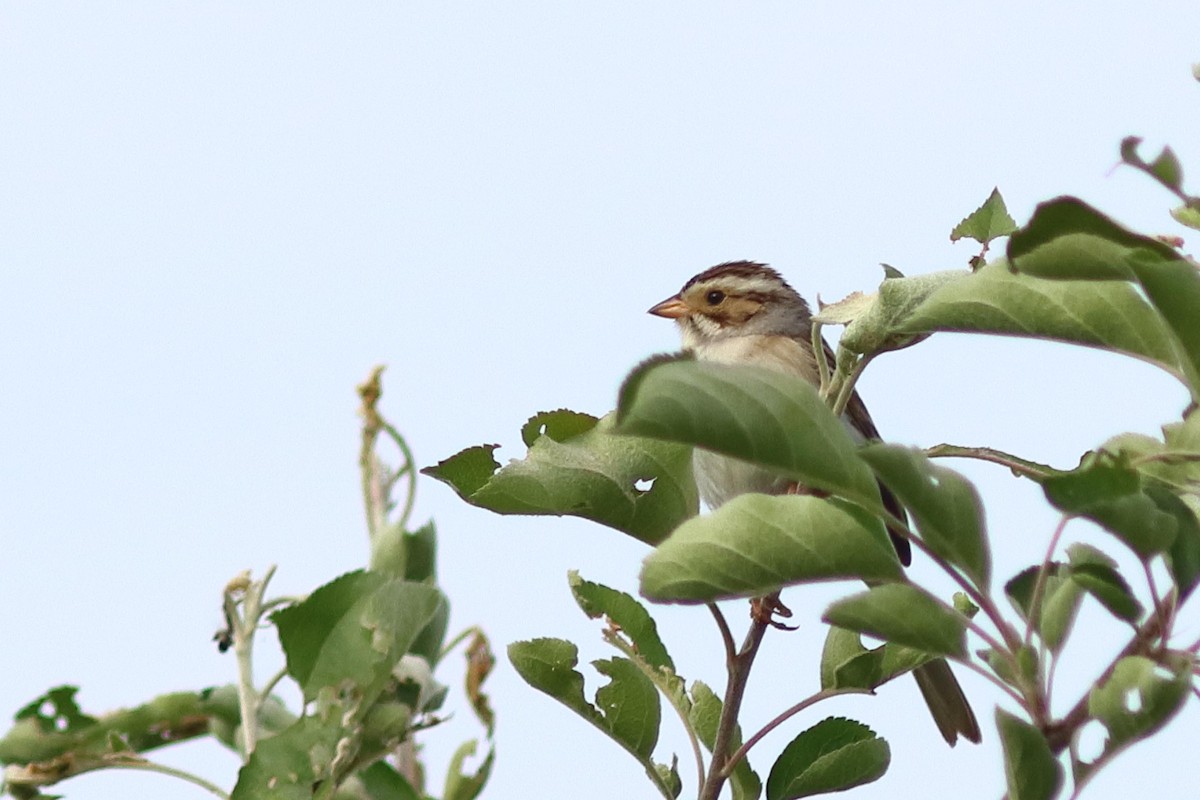 Clay-colored Sparrow - ML619962209
