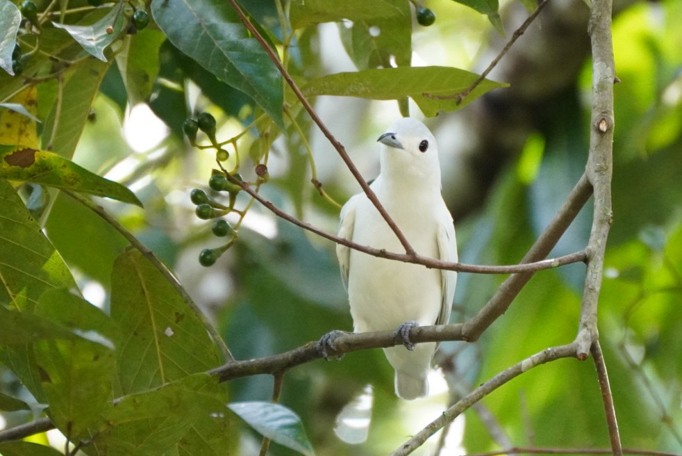 Cotinga Níveo - ML619962213