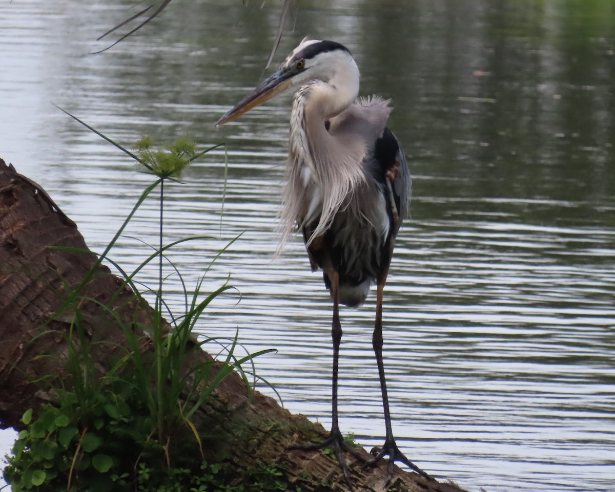 Great Blue Heron - ML619962231