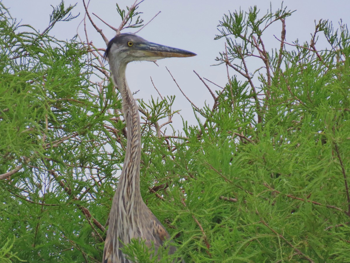 Great Blue Heron - ML619962233