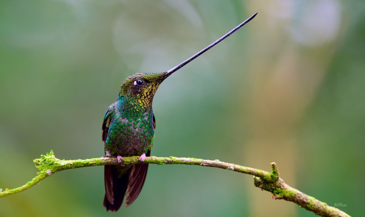 Sword-billed Hummingbird - ML619962261