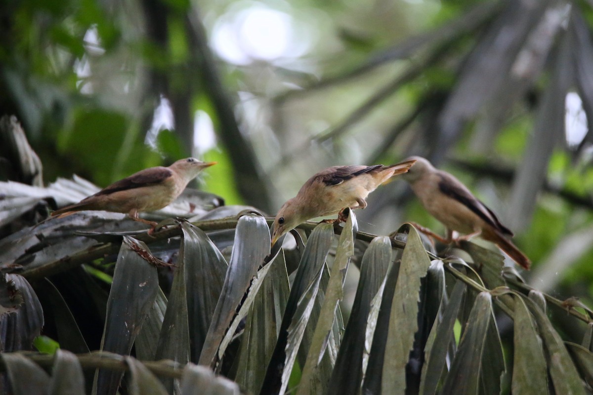 Malabar Starling - ML619962266